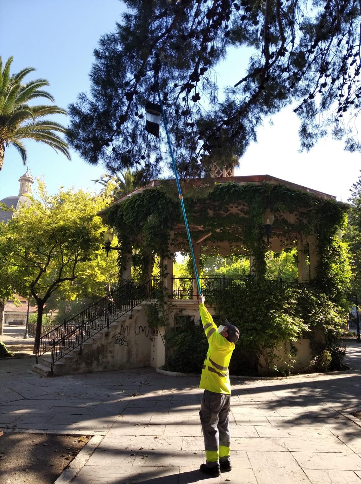 La procesionaria afecta principalmente a los pinos