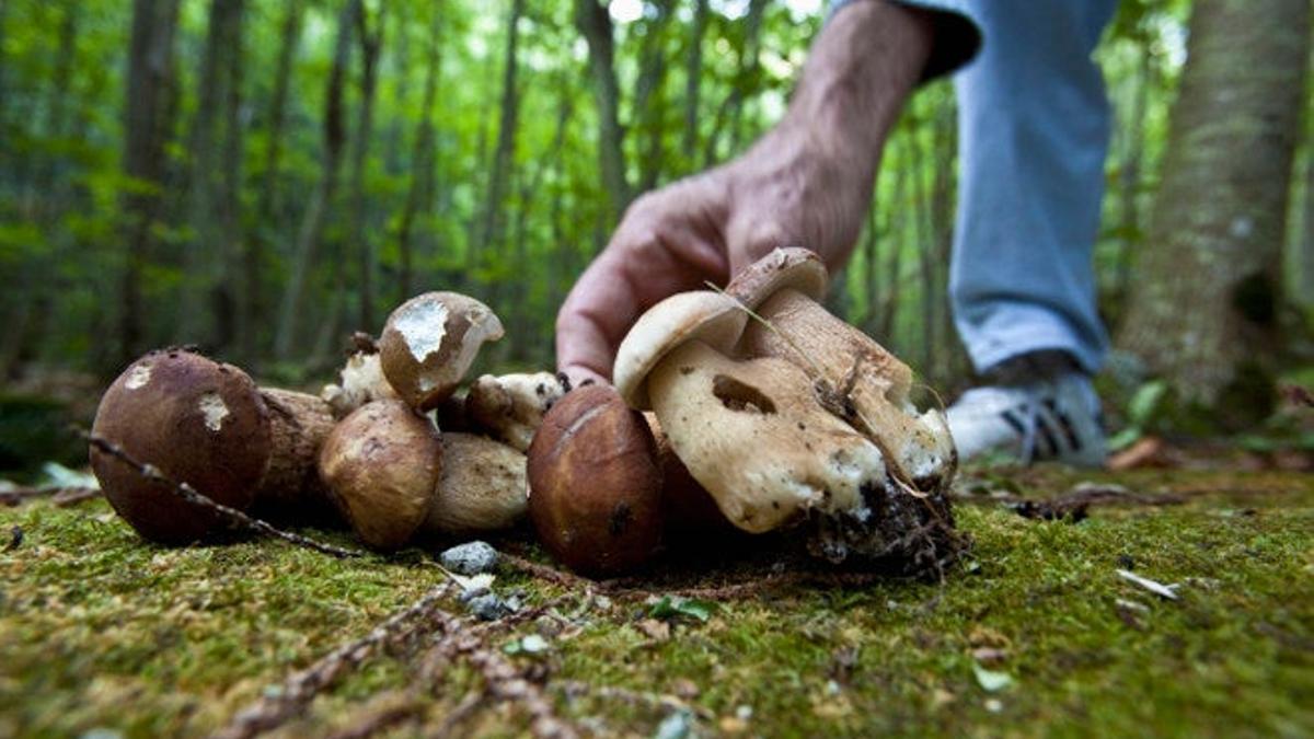 Iníciate en el mundo de las setas en la Sierra de Gredos