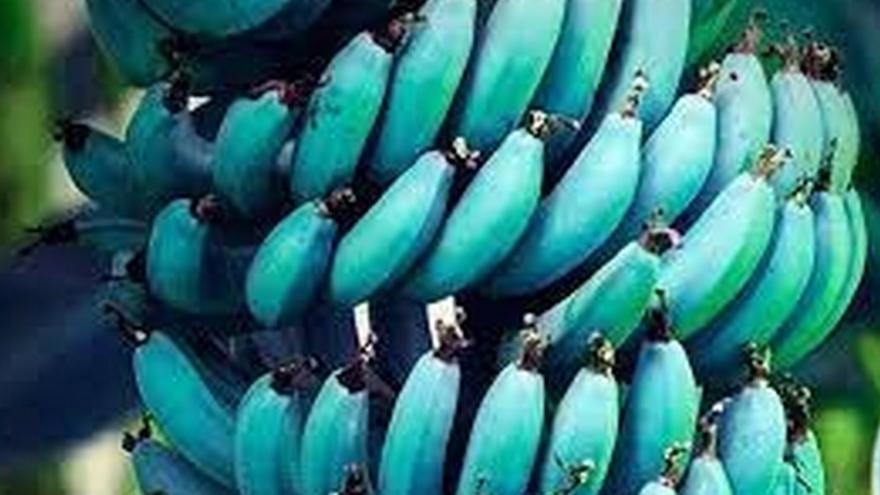 Así es la nueva variedad de plátano que ha puesto a Canarias del revés