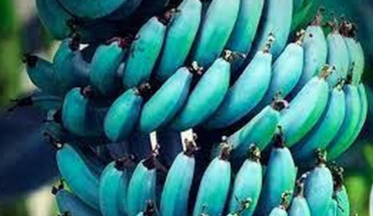 Llega una nueva variedad de plátano a Canarias que asombra a propios y extraños.