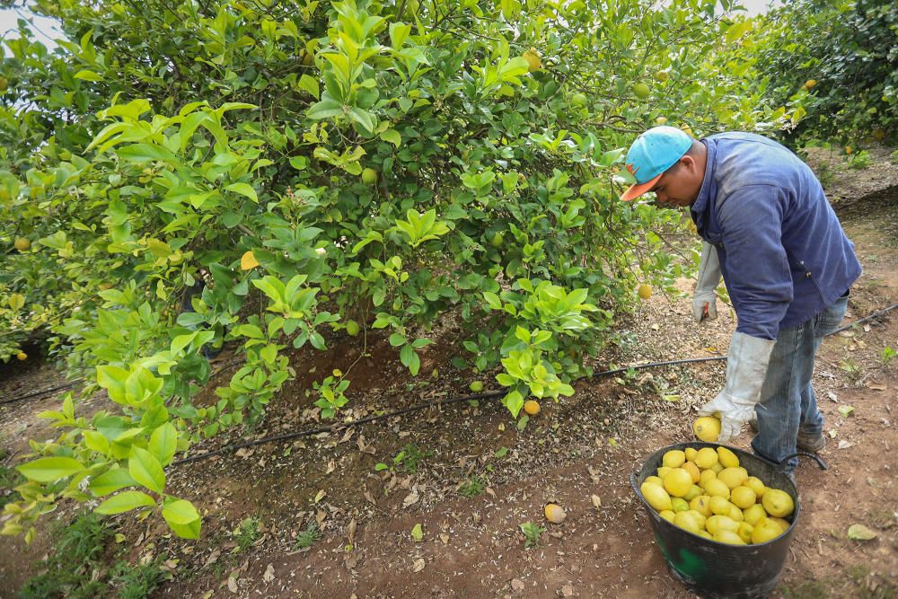 Subsaharianos, sudamericanos y magrebíes afincados en la Vega Baja desde hace tres décadas garantizan la recogida de cosechas de cítricos. Un trabajo que los españoles no han querido asumir.