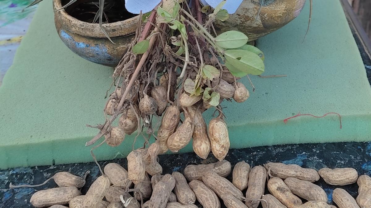 Arachis hypogaea, més coneguda com a cacauet