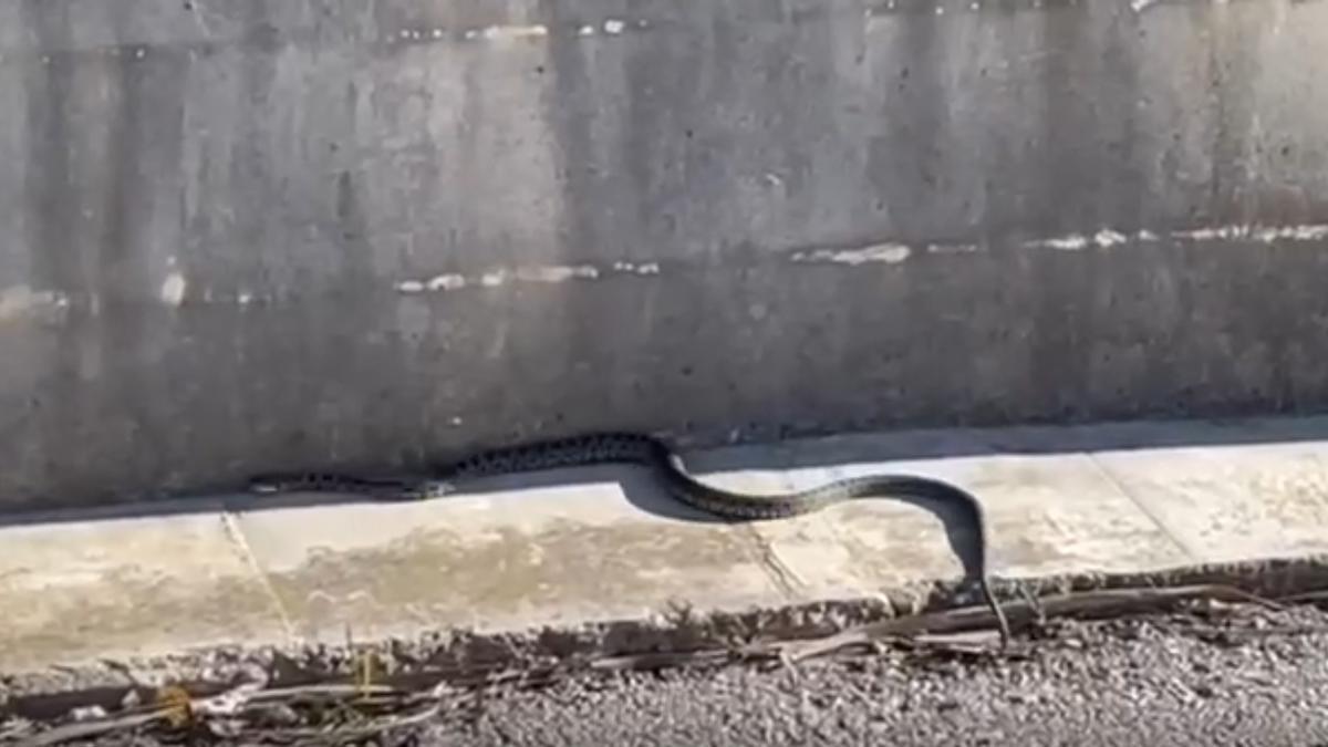 Una serpiente en una carretera de Ibiza