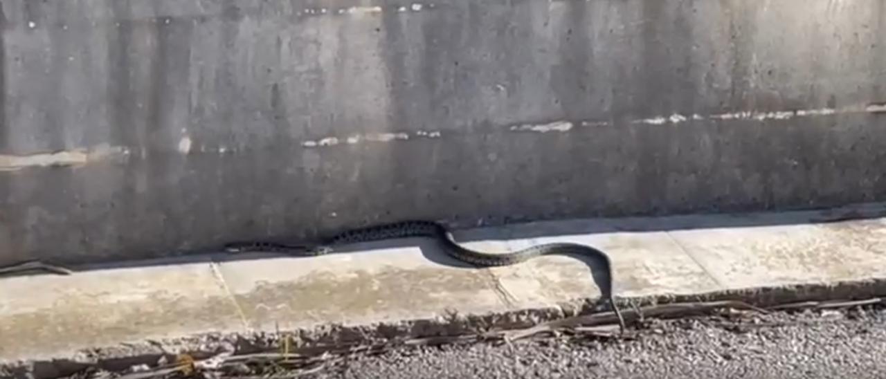 Una serpiente en una carretera de Ibiza