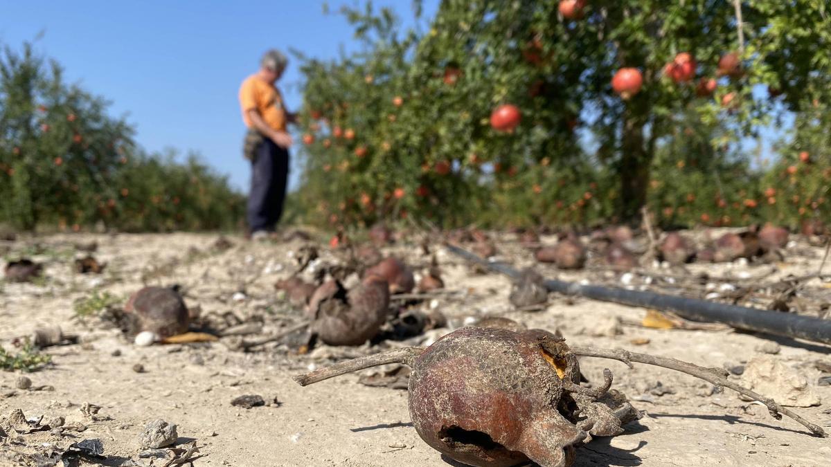 Cultivos de granada daños por las elevadas temperaturas en el campo de Elche.