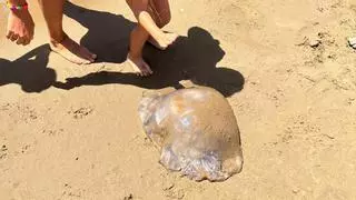 Susto en una playa de Mazarrón al encontrar una medusa gigante de 15 kilos