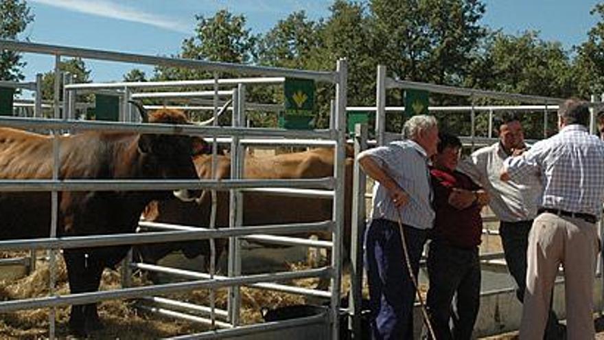 Un fornido ejemplar de la raza observado por el público en el recinto ferial.