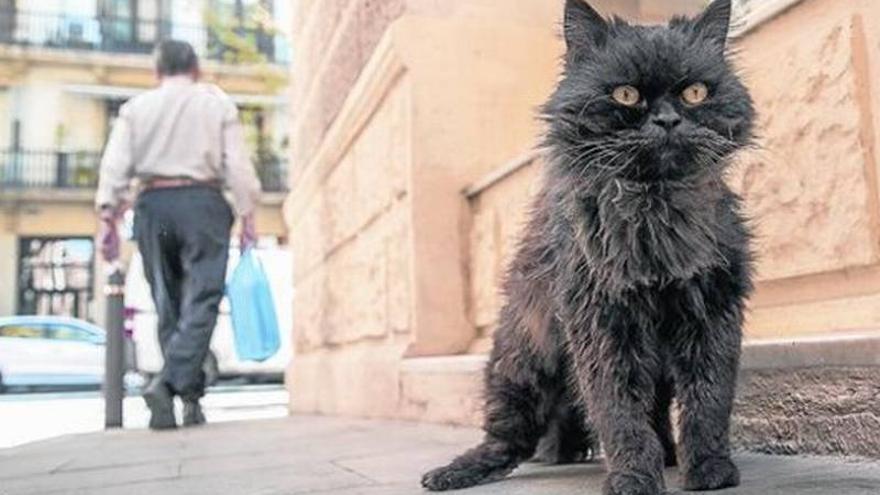 Turquía condena a tres años de cárcel a un joven por torturar a un gato -  Diario Córdoba