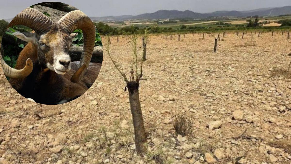 Injertos arrasados por la fauna salvaje en Fontanars.