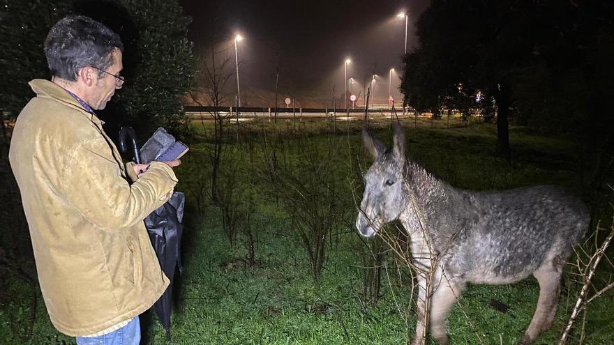 Vídeo | Encuentran a Espinete en la Ribera del Marco de Cáceres