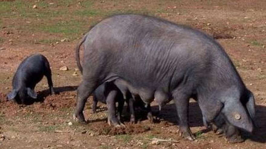 Das Mallorca-Schwein &quot;Porc Negre&quot;