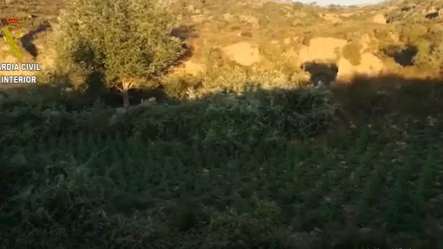 Desmantelada la mayor plantación de marihuana en Huesca en lo que va de año