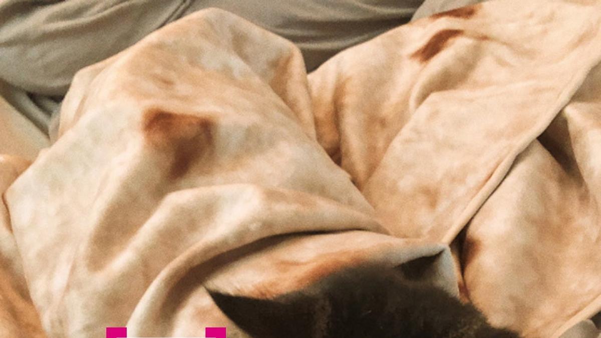 Gatito enrollado en la manta burrito