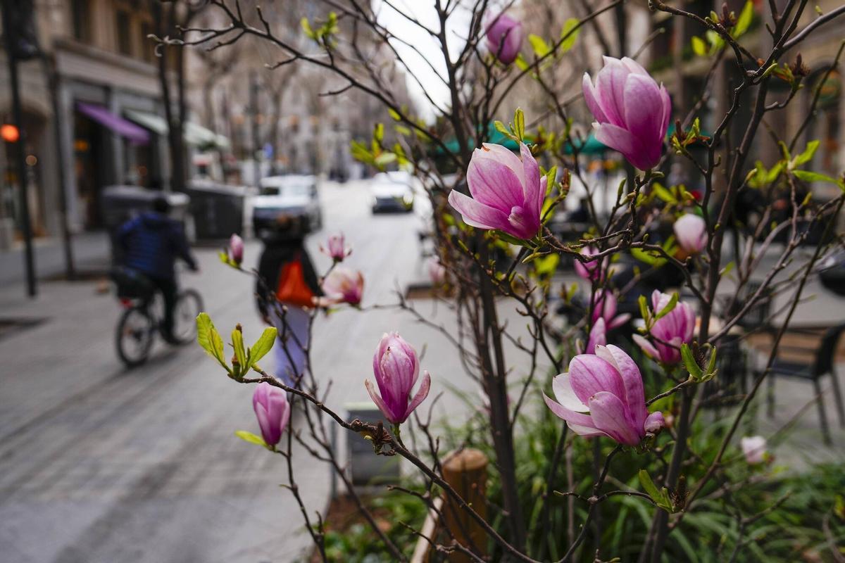 Flores de 'Magnolia liliiflora', en Consell de Cent.