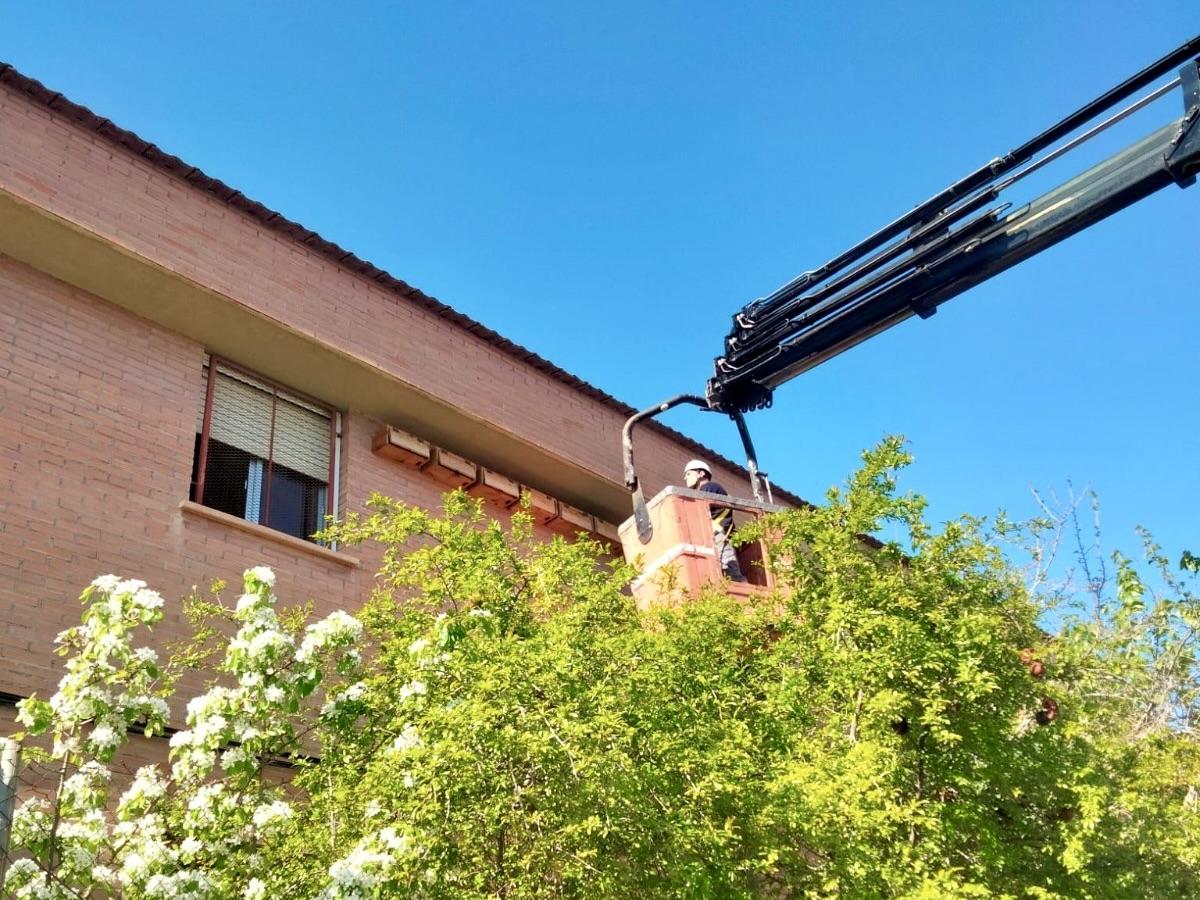 Revisión de cajas nido ubicadas junto a un parque de Lorca.