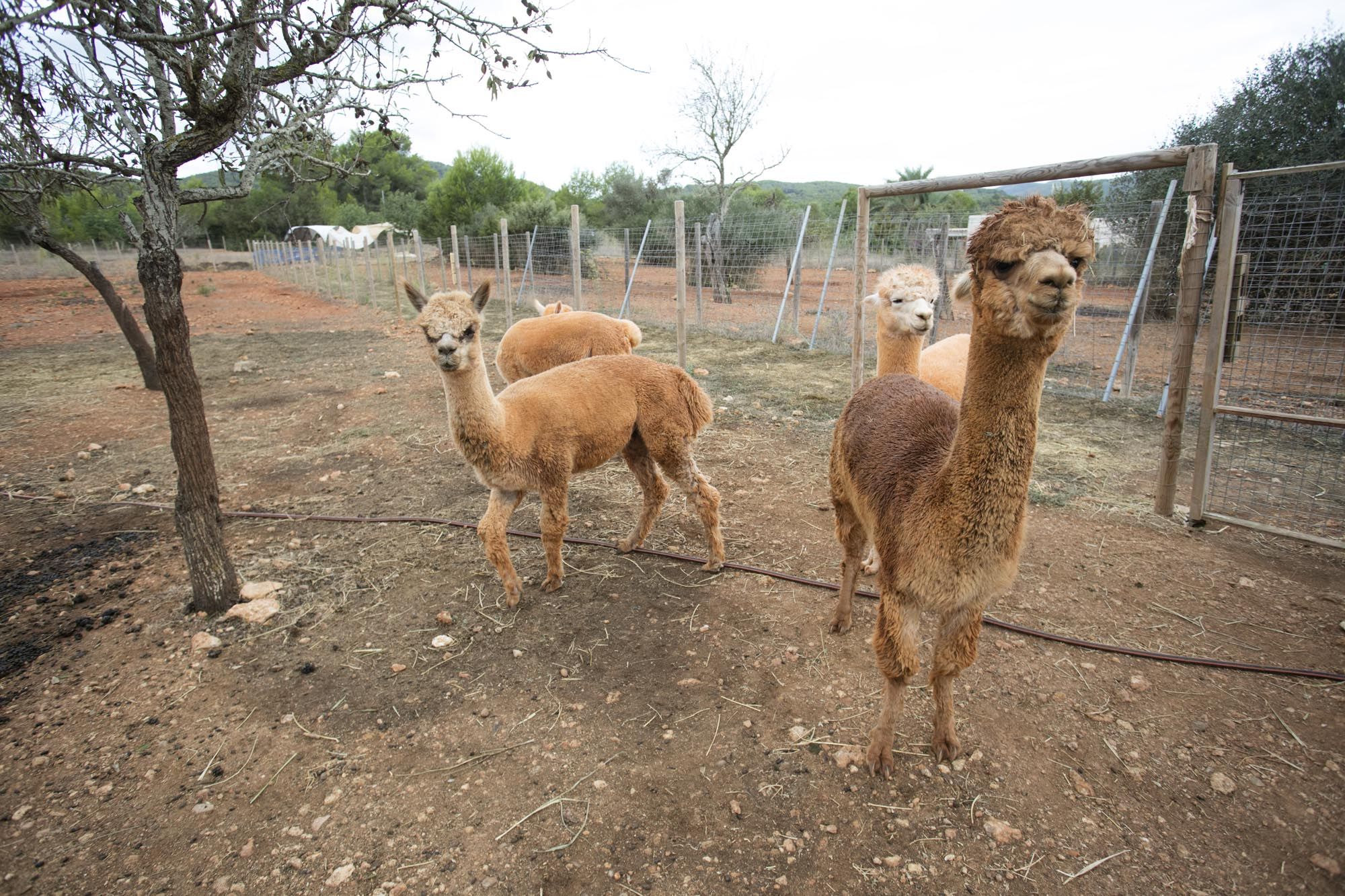 Granja de alpacas en Ibiza