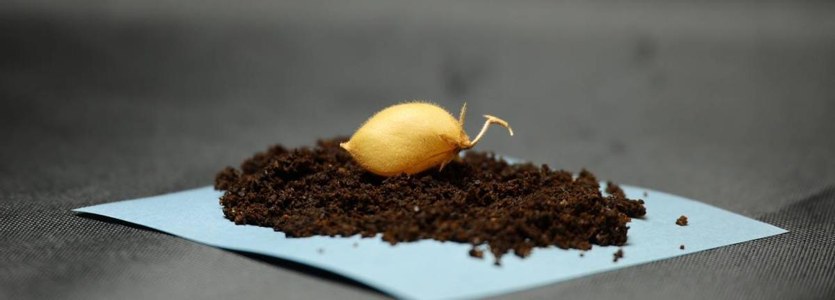 Los ensayos lograron hacer germinar garbanzos con tierra análoga al regolito lunar