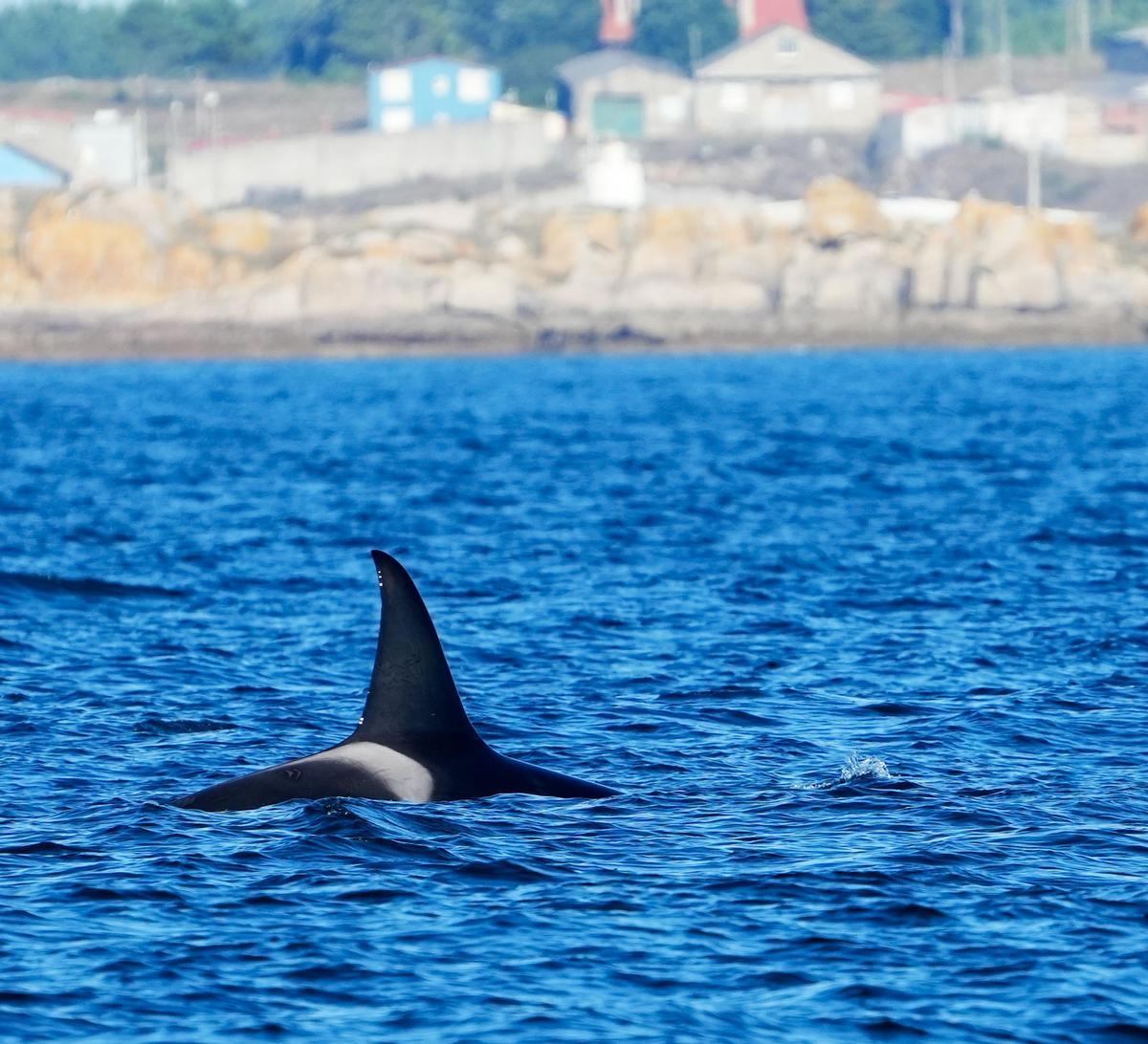 Orcas fotografiadas desde el barco pesquero rehabilitado "Chasula" en aguas de la ría de Arousa. El 20 de agosto de 2023 a la altura de Rúa, Sálvora y la costa de Castiñeiras y Aguiño, en el Concello de Ribeira.