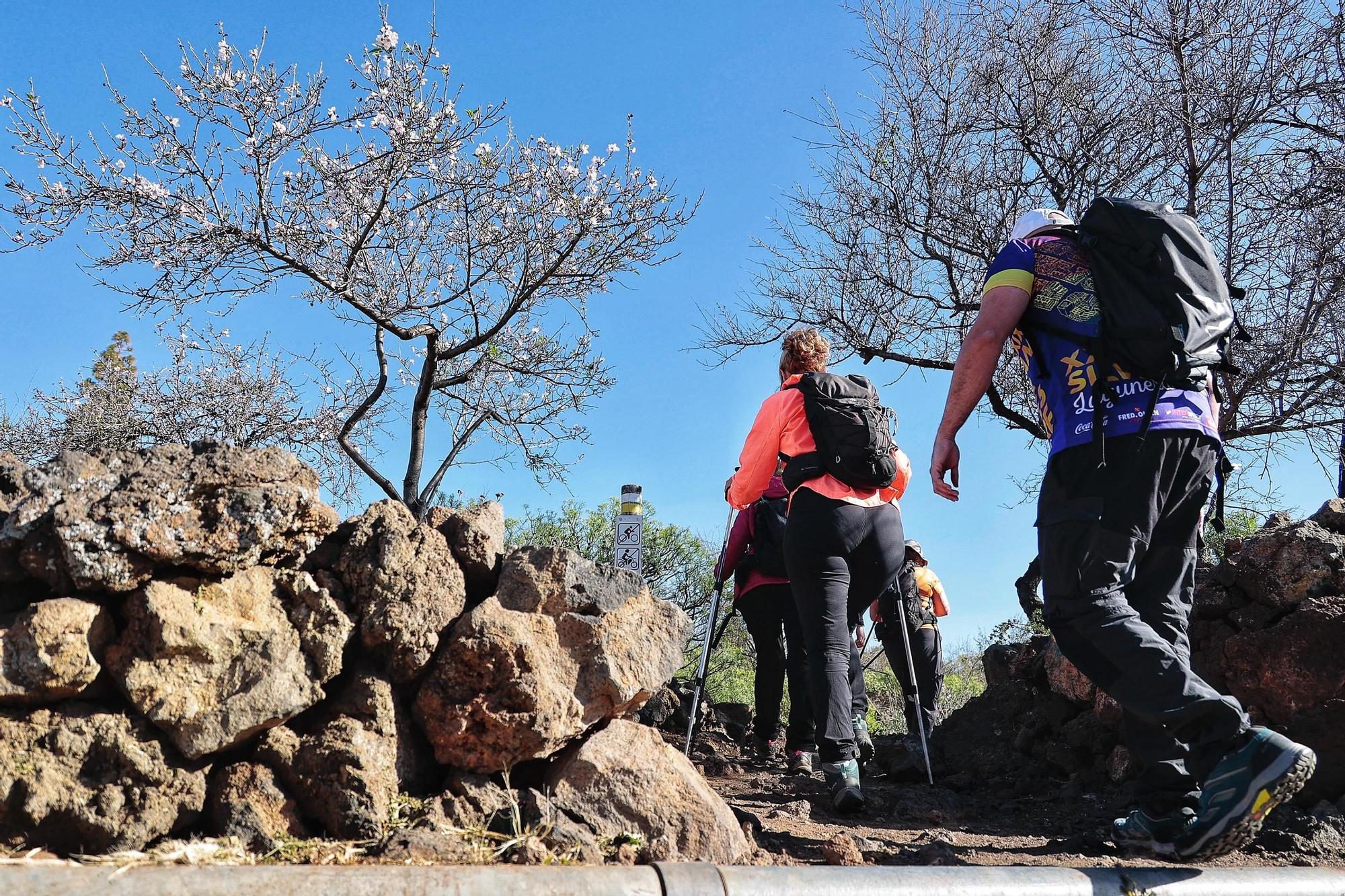 Pateos para ver el almendro en flor