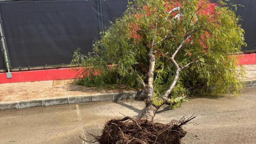 El temporal que azota Mallorca deja daños "devastadores" en Son Bibiloni