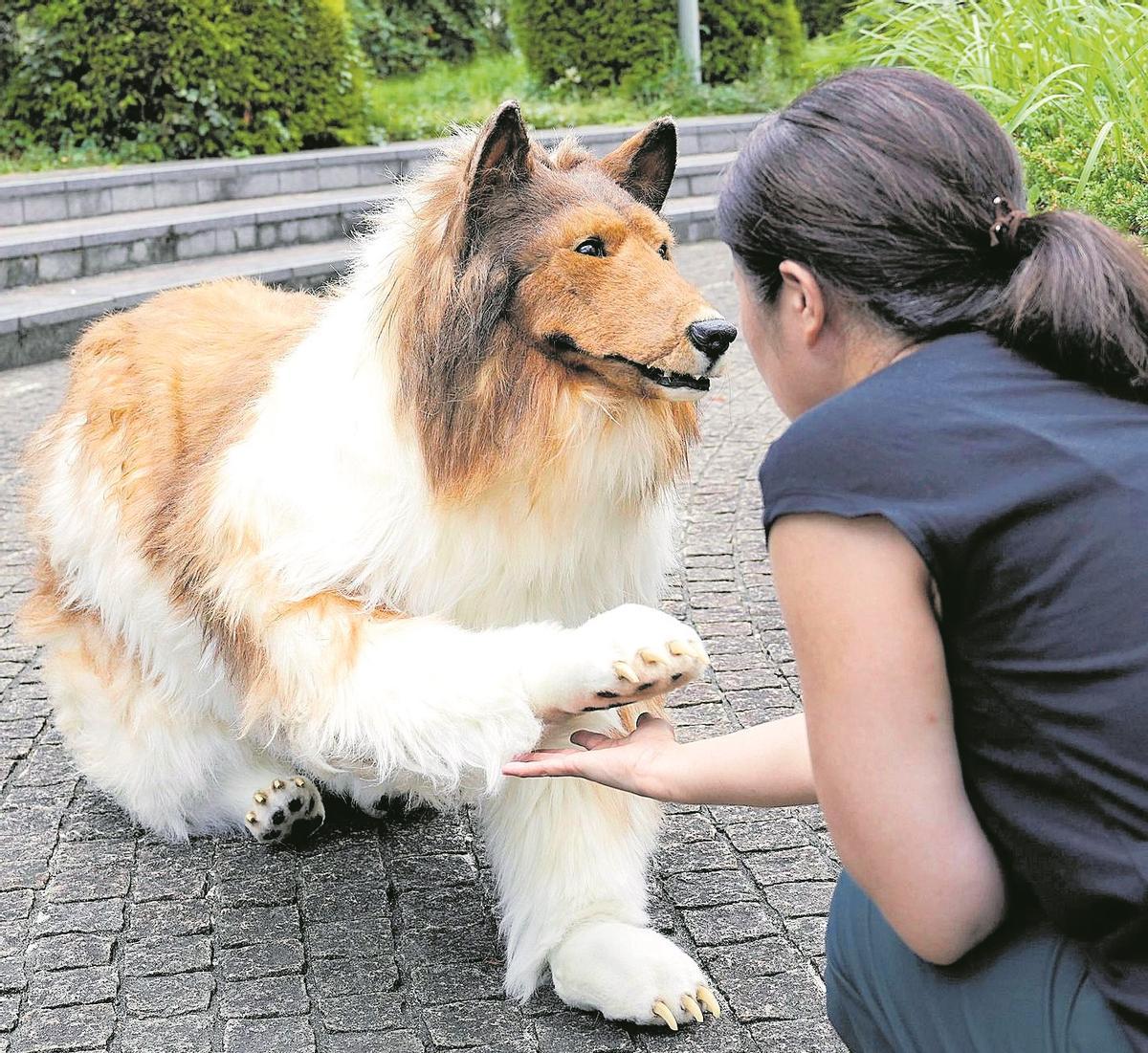 Toco, el joven japonés que ha invertido varios millones de yenes en parecerse a un ‘collie’.