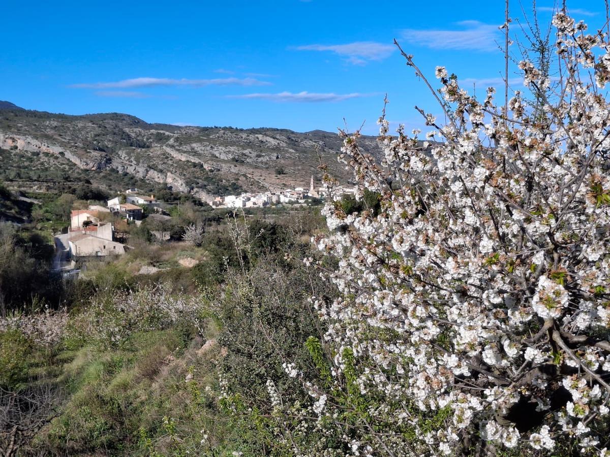 Florecen los cerezos: paisaje moteado de blanco en la Vall de Gallinera (imágenes)