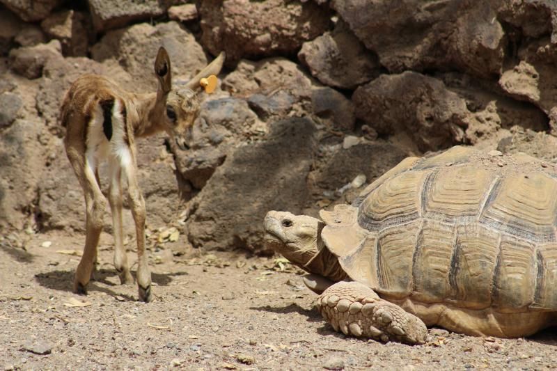 FUERTEVENTURA - Gacelas nacidas en Oasis Park -   | 05/05/2018 | Fotógrafo: Gabriel Fuselli