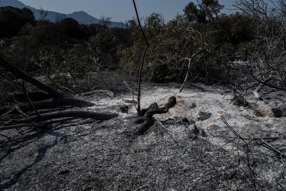Las imágenes | Diez días de incendio en Jarilla: el adiós al paraíso verde Las imágenes | Diez días de incendio en Jarilla: el adiós al paraíso verde