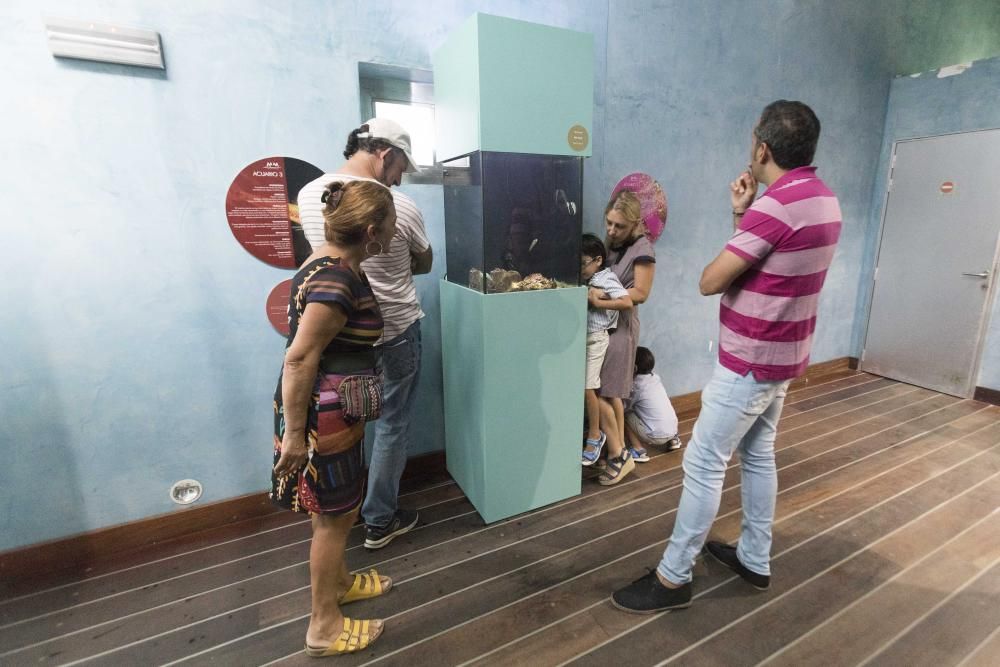 El acuario del Museo do Mar muestra a los visitantes cómo se alimenta a los peces.