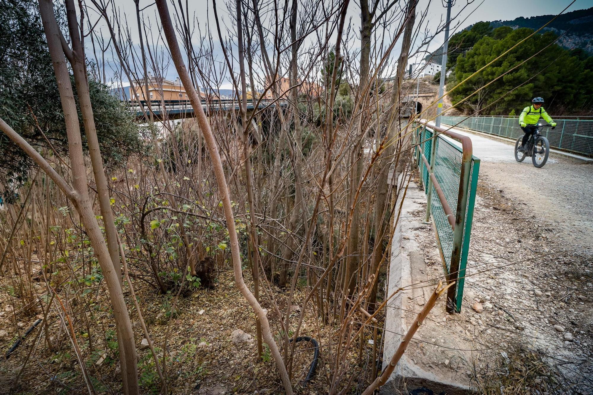 Alcoy combatirá la la planta invasora del alianto