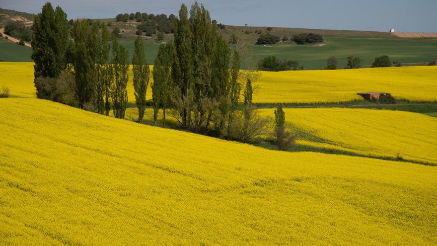 VIDEO | Sobrevuela los campos de colza de Zamora