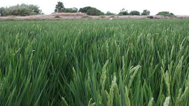 Cultivo arroz en una imagen de archivo