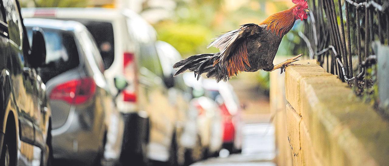 Imagen de archivo de un gallo campando a sus anchas por una calle del barrio de La Verdellada.