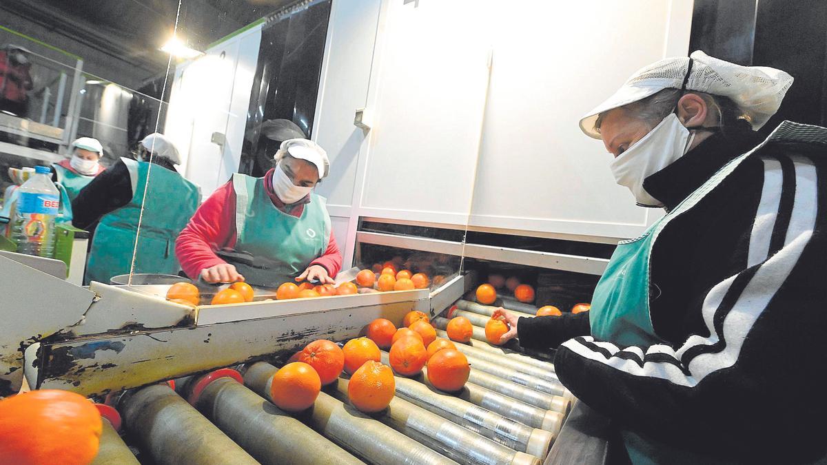 Trabajadoras de la cooperativa San Alfonso de Betxí en plana campaña citrícola