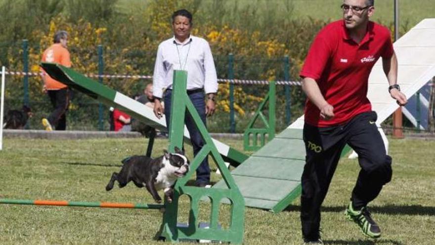 El juez Lanzó -al fondo- evalúa a uno de los perros durante las pruebas.  // Bernabé/Gutier