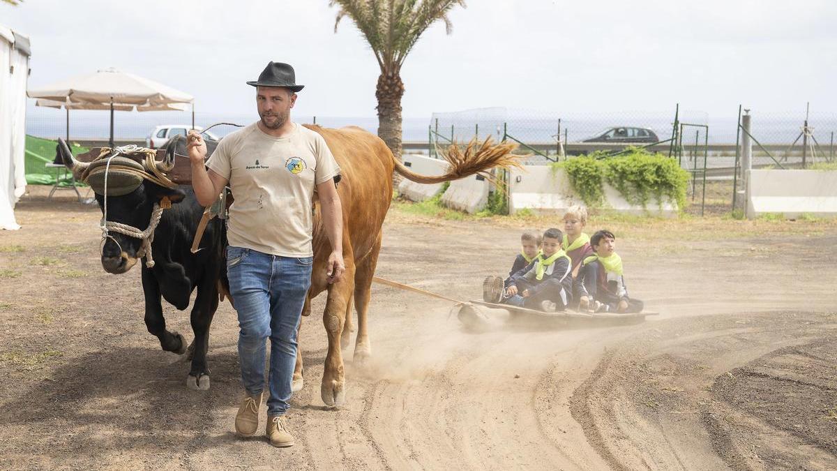 Una yunta de bueyes arrastra a cuatro niños en una simulación de una trilla.