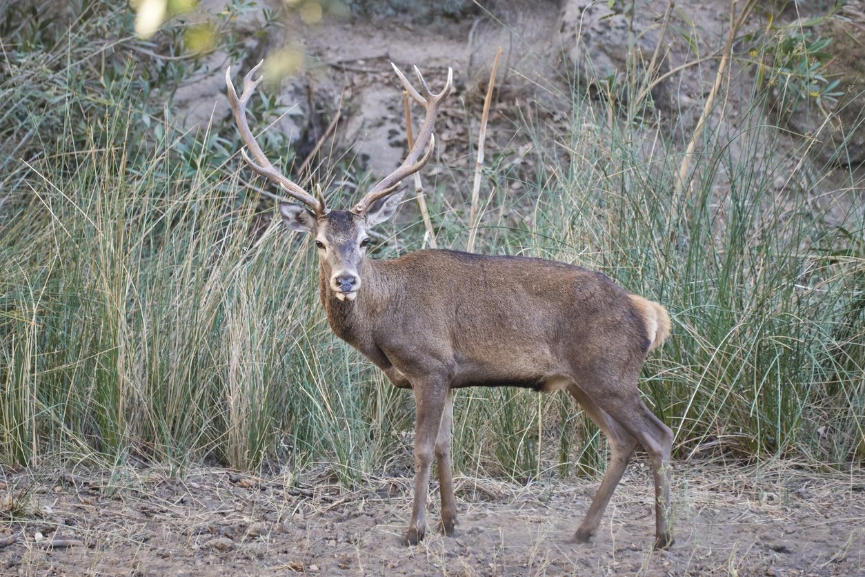 La berrea del ciervo es un espectáculo de la naturaleza que anuncia la llegada del otoño