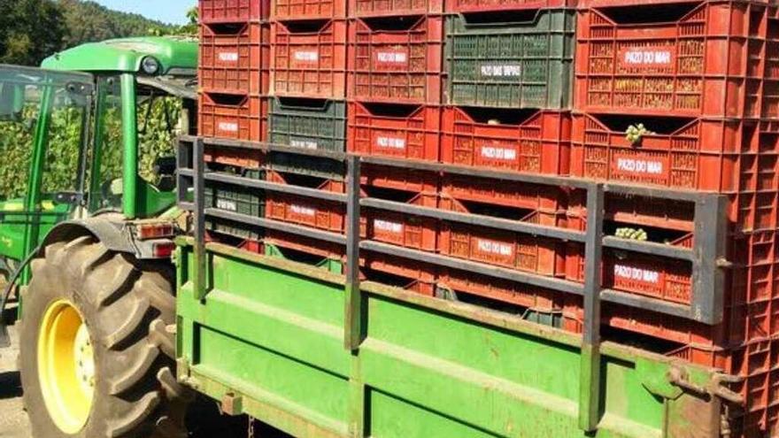 Trabajos de vendimia en la bodega de Rías Baixas Veiga da Princesa, ayer. // FdV