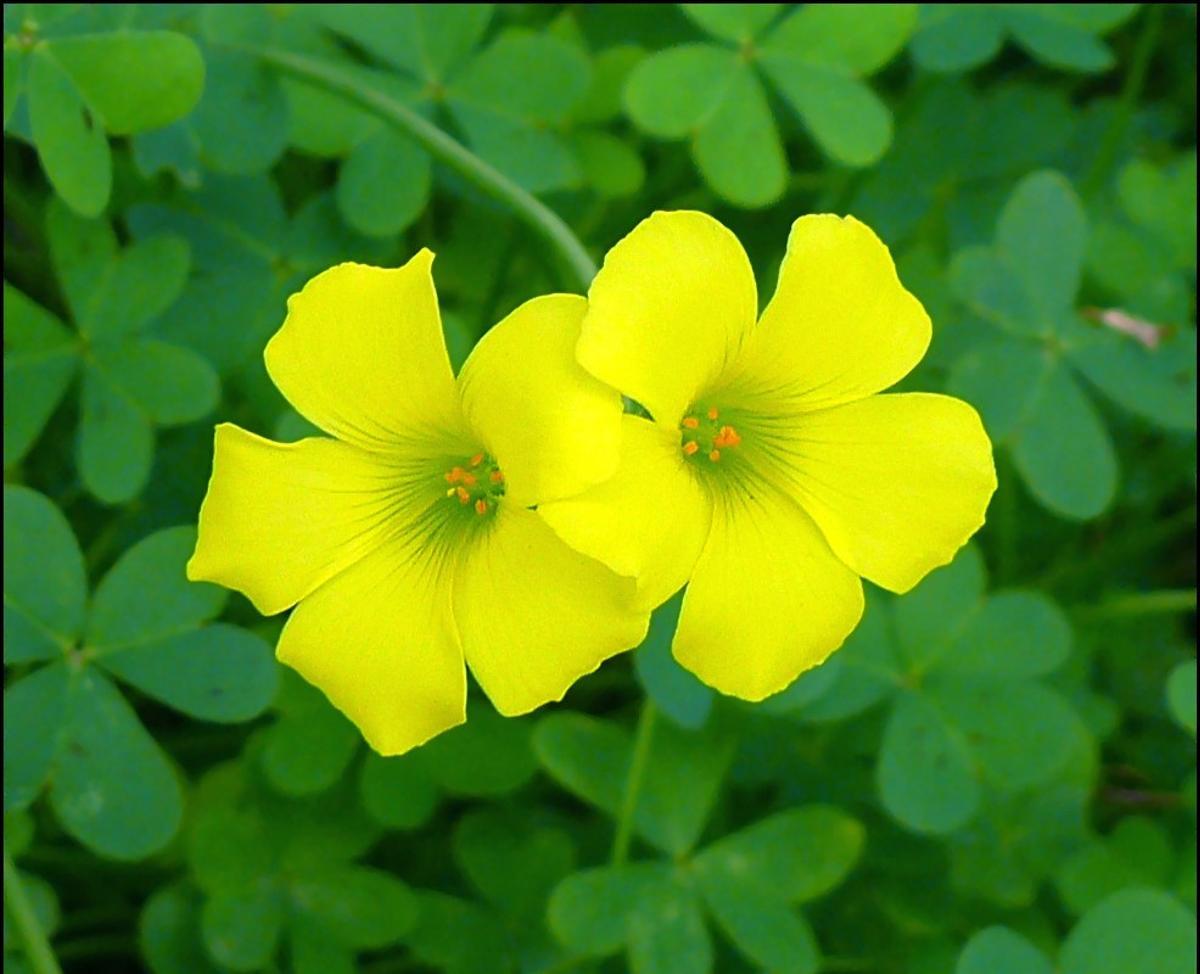 Dos flores de 'Oxalis pes-caprae'.