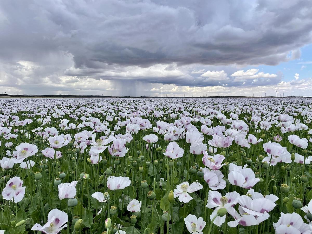 Vista de una de las plantaciones de amapola de Alcaliber en el centro de la península.