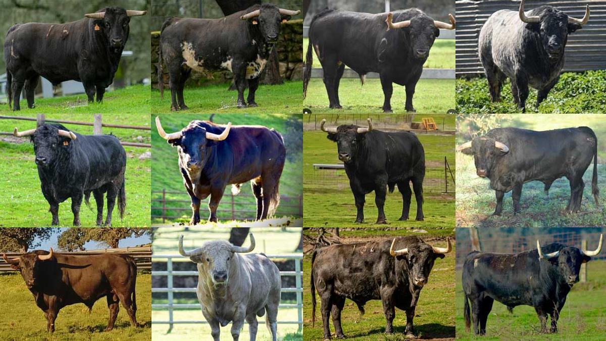 Los 12 toros que se exhibirán en las fiestas de Sant Vicent de la Vall d'Uixó.