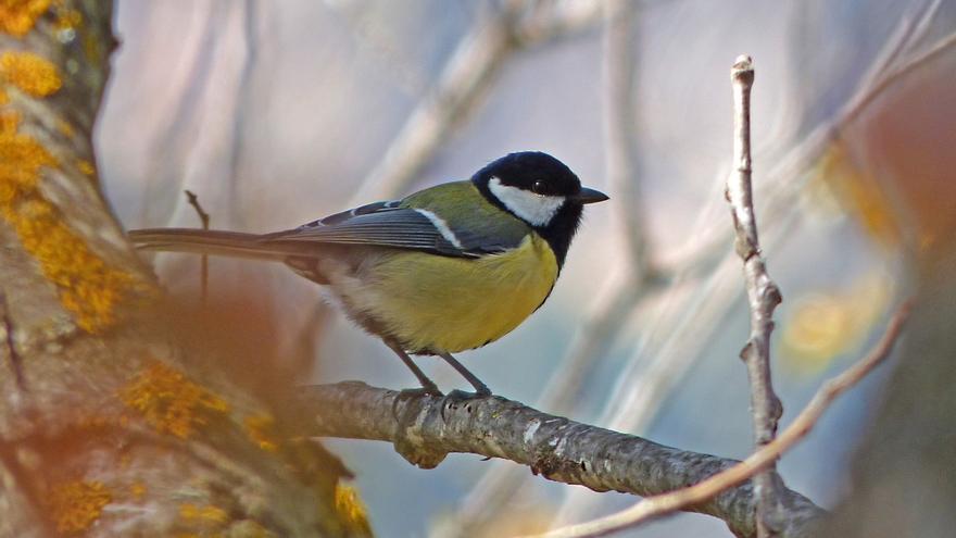 Carbonero común: el pájaro más listo del parque