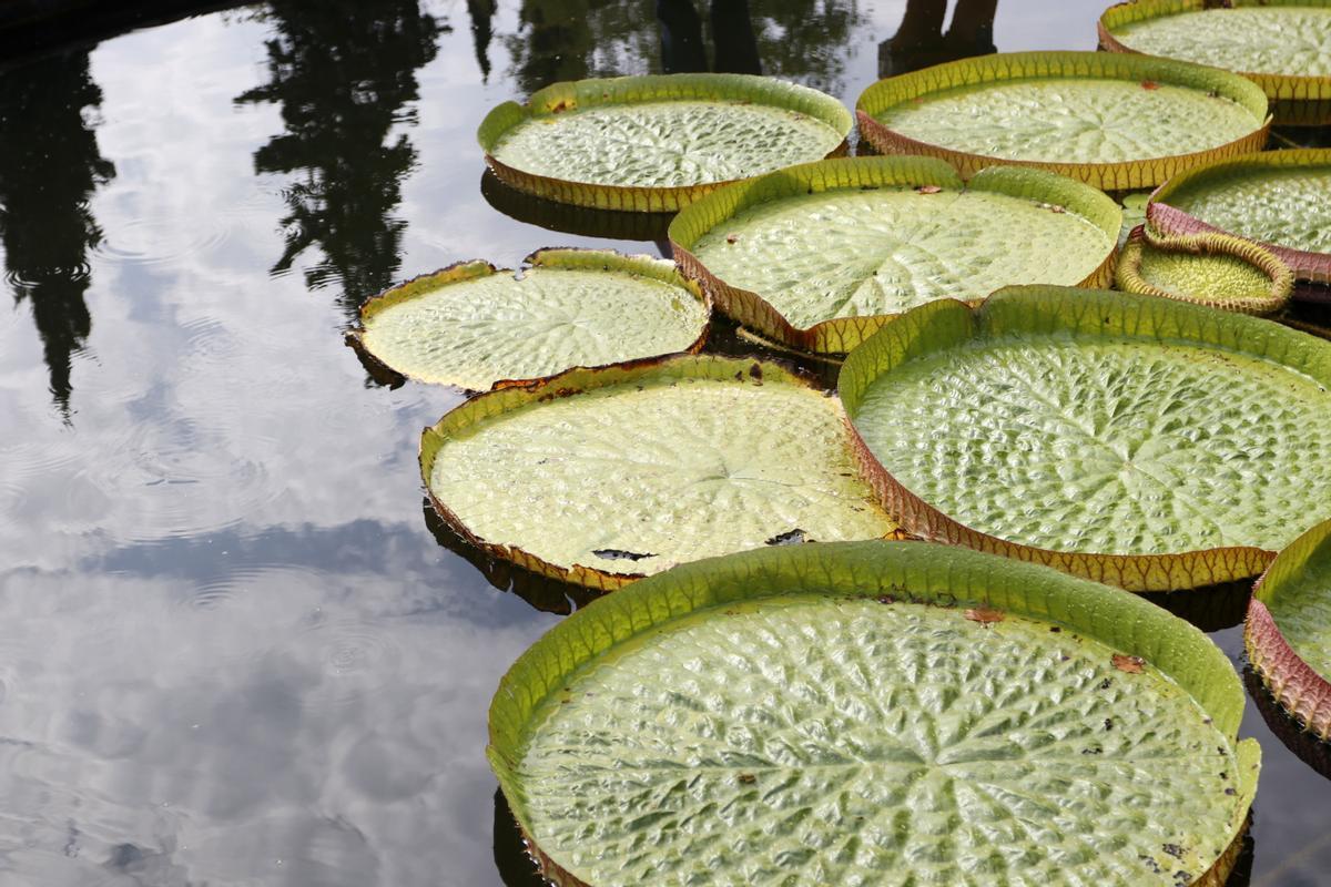 Nenúfares en el jardín botánico.