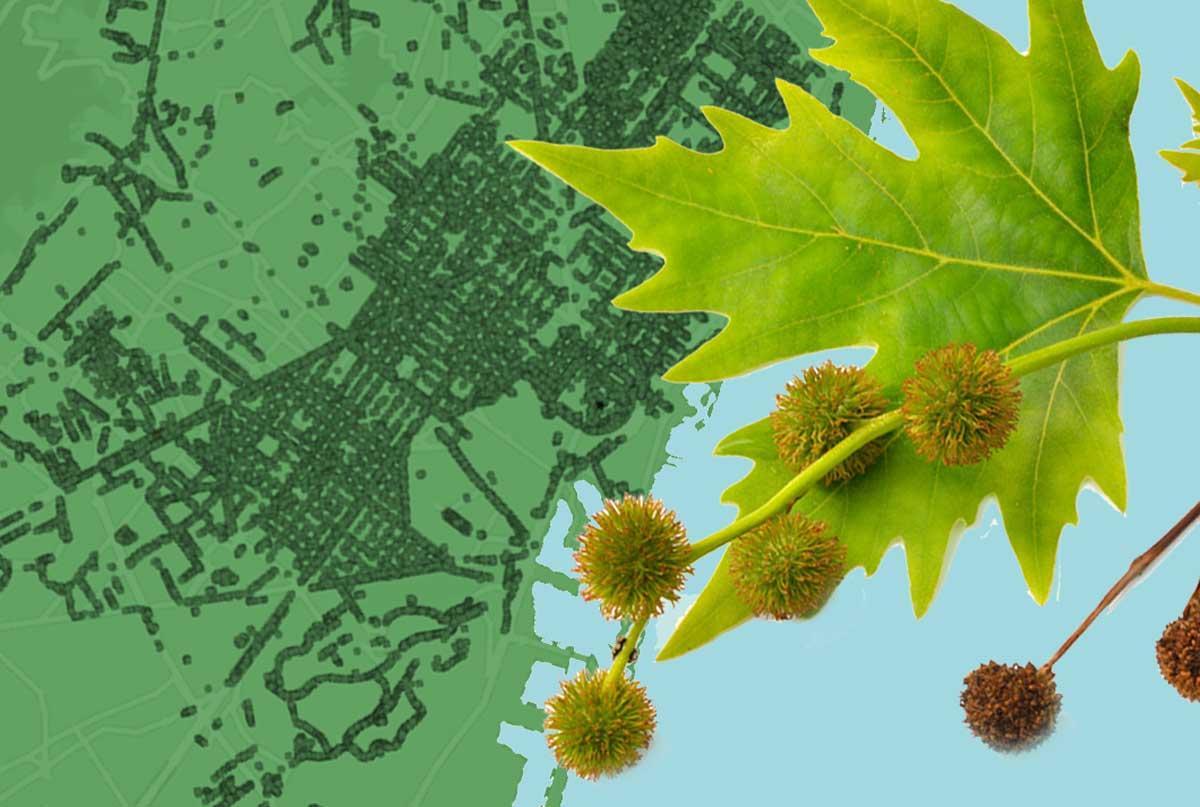 Dónde hay plantados plantaneros en Barcelona
