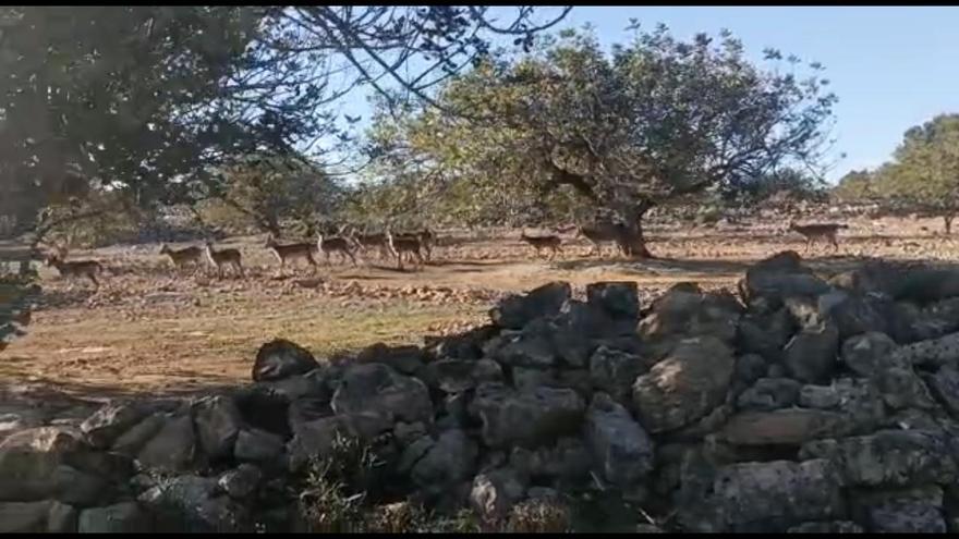 Un grupo de cabras montesas se pasea por una parcela de Navarrés