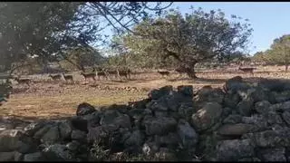 «Cada vez que entran cabras o jabalíes me destrozan el campo»