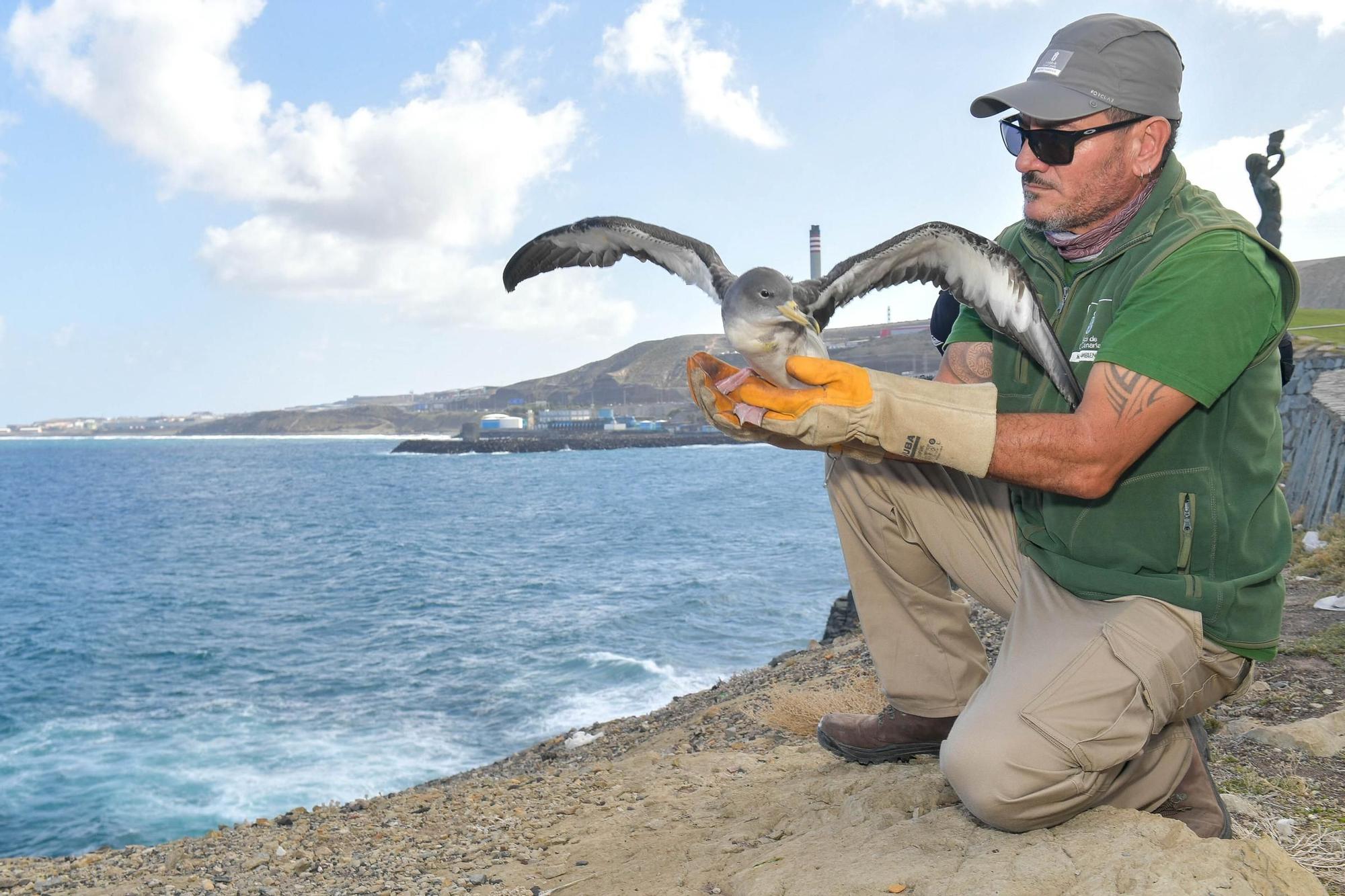 Benito y Fabio sueltan dos pardelas en el Mirador del Tritón