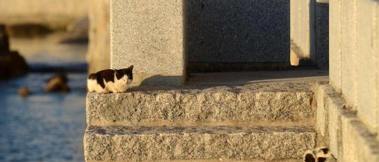 Una camada de gatos al sol en una calle de A Illa. // Noé Parga