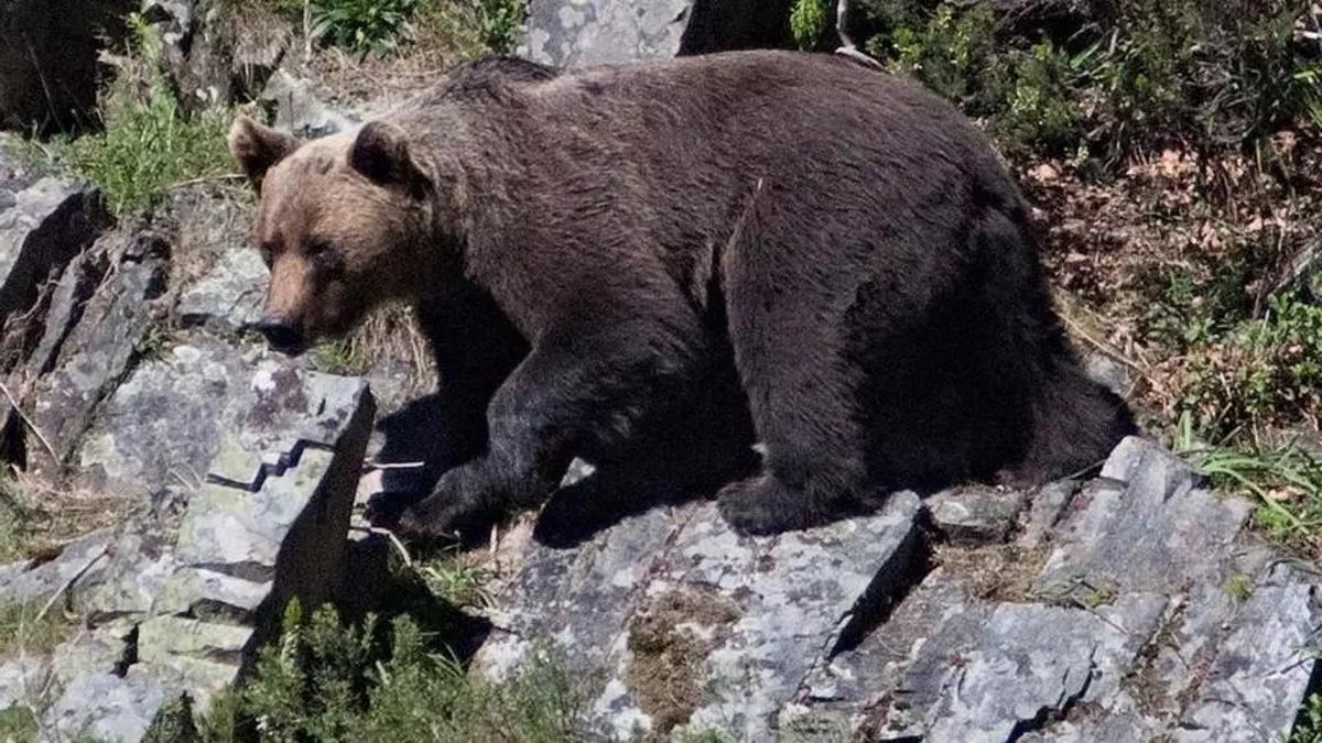 Un oso pardo en las montañas asturianas.