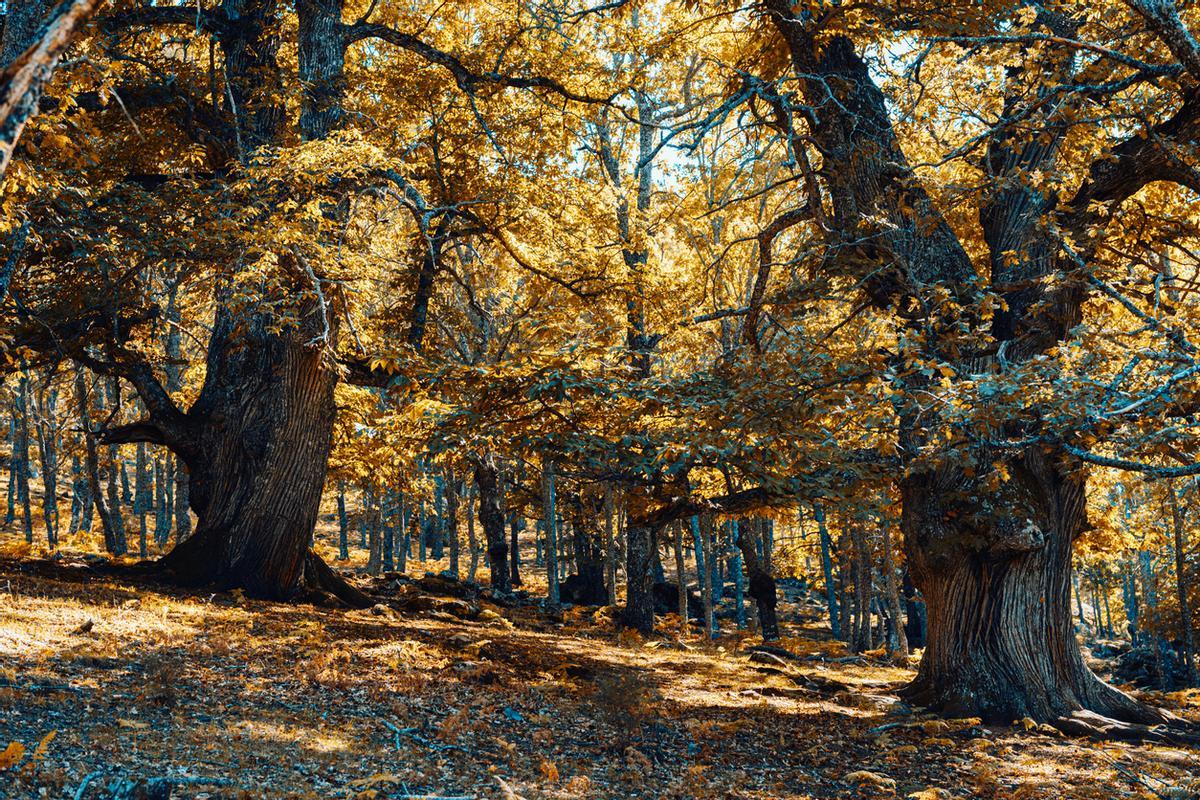 Antiguas castañas en el bosque de España con colores cálido